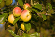 Apfelbaum