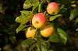 Apfelbaum
