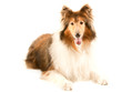 Rough Collie laying down