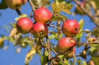 Apfelbaum