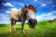Wild young horse on the field Wild young horse on the field