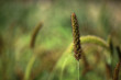 Millet isolated