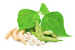 Fresh and dry kidney beans with leaves on white