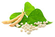 Fresh and dry kidney beans with leaves on white Fresh and dry kidney beans with leaves on white