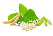 Fresh and dry kidney beans with leaves on white