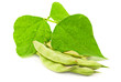 Fresh kidney beans with leaves on white Fresh kidney beans with leaves on white