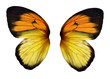 Fairy Wings
