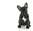 french bulldog sitting