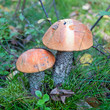 Birkenrotkappe - Leccinum testaceoscabrum