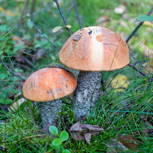 Foto: Birkenrotkappe - Leccinum testaceoscabrum Birkenrotkappe - Leccinum testaceoscabrum