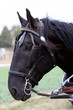Noriker