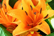 amaryllis orange