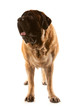 Adult English Mastiff