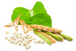Fresh and dry kidney beans with leaves on white