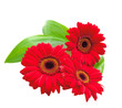 red gerbera flowers with green leaves on a white background red gerbera flowers with green leaves on a white background