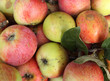 apples