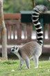 Ring tail lemur
