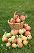 apples