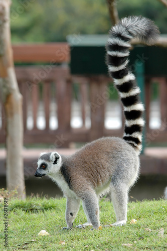 Photo: Ring tail lemur Ring tail lemur