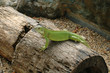 Green Iguana