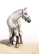 Graceful light grey stallion Graceful light grey stallion