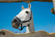 The head of light grey horse through fence