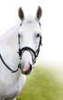 The head of white horse