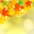 backround with autumn leaves