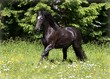 Friesian Horse