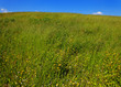 sommerwiese