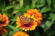 Painted Lady butterfly on a Gerber Daisy.
