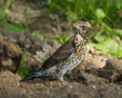 Fieldfare, Turdus pilaris Fieldfare, Turdus pilaris