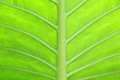 Green Leaf Background