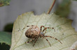 european garden spider
