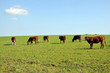 Photo: vacas vacas