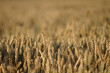 Field of Wheat