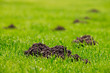 molehills in green grass with dewdrops
