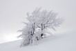Winter tree