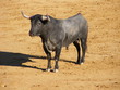 Toro