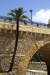 palmera bajo el puente