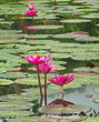 pink  waterlily