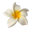fleur plastique de frangipanier blanc sur fond blanc fleur plastique de frangipanier blanc sur fond blanc