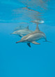 Schooling Spinner dolphins.