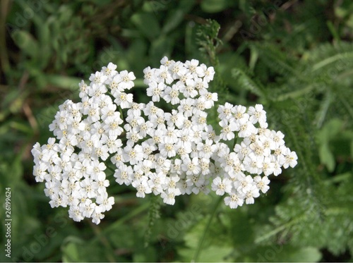 Photo: yarrow herb blooming yarrow herb blooming