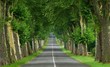route bordee de platanes