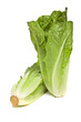 Romaine lettuce Romaine lettuce
