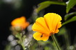 Eschscholzia californica, Kalifornischer Mohn