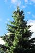 spruce tree on a blue sky