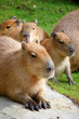 Capybara family vertical