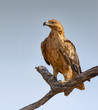 Tawny eagle